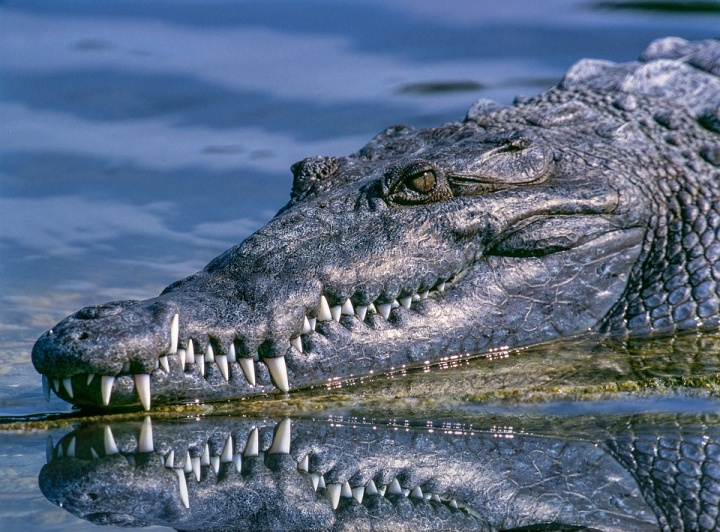 alligator-1851313_960_720