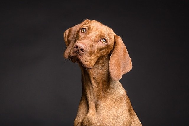 vizsla vizsla