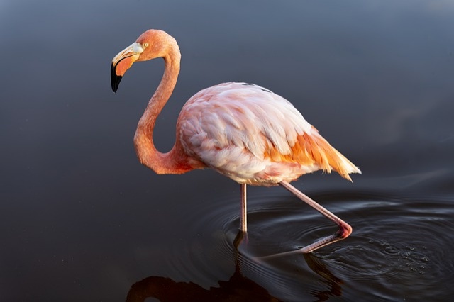 flamingo-4493419_640