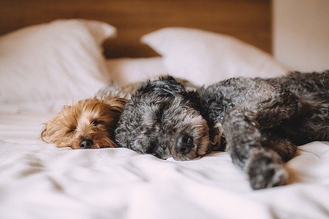 bed-1284238_640 bed-1284238_640