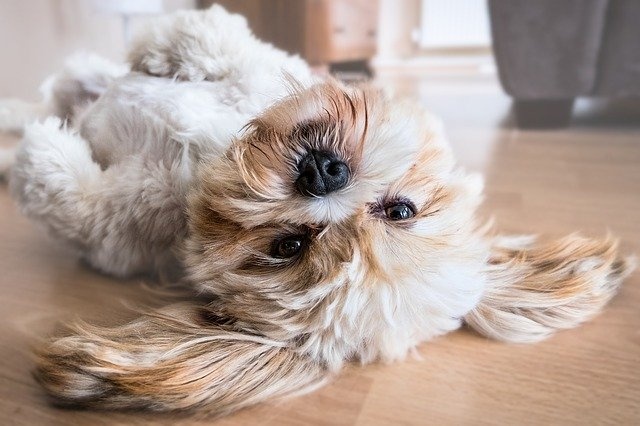 dog-2785077_640 dog-2785077_640