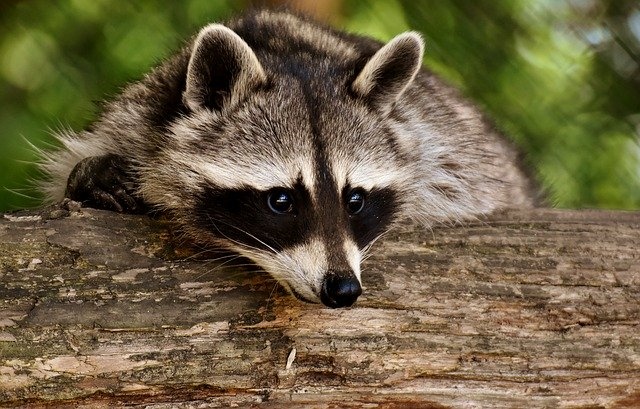 raccoon-3538081_640_01 raccoon-3538081_640_01