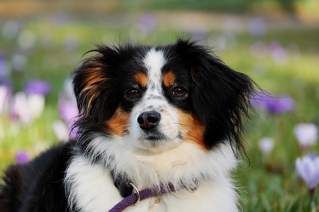 australian-shepherd-3237735_640