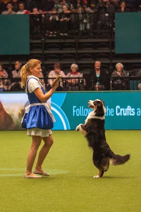 a_black_tri_aussie_meredith_akivel_cruftson_4.hely_1 a_black_tri_aussie_meredith_akivel_cruftson_4.hely_1