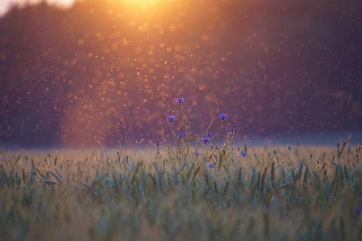 cornflowers-5352633_1280 cornflowers-5352633_1280