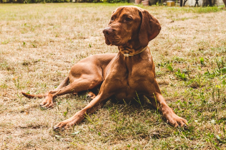 tan-dog-lying-on-green-grass-field-1249401