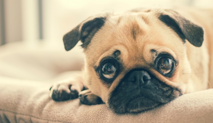 adorable-animal-breed-canine-374906 adorable-animal-breed-canine-374906