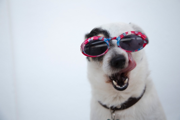 close-up-photo-of-dog-wearing-sunglasses-1629781