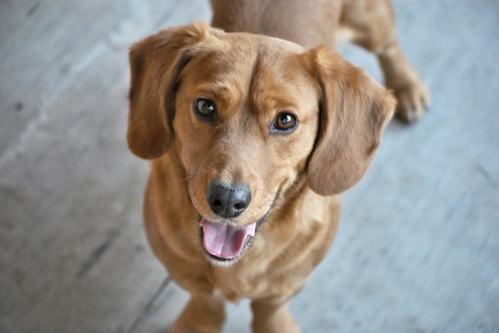 dog-2981865_1280 dog-2981865_1280