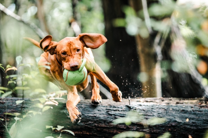 dog-with-ball-in-mouth-jumping-over-a-fallen-tree-trunk-3013467