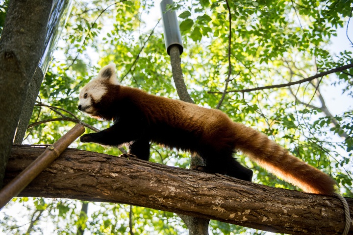 vörös panda, ikerpár, Pécs, pécsi állatkert