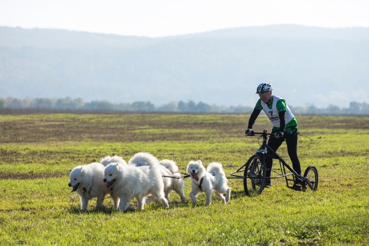 kutya_sport_bikejoring kutya_sport_bikejoring