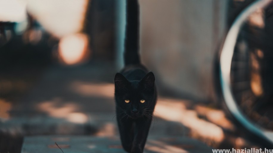 farka fotók felállítása