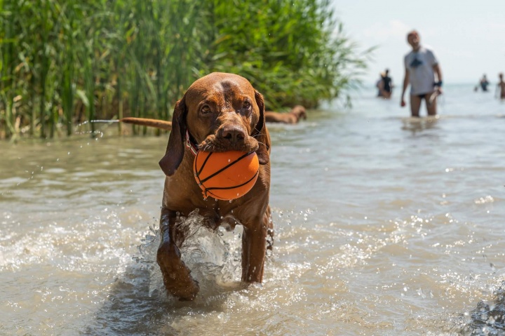 kutya, strand park, sport