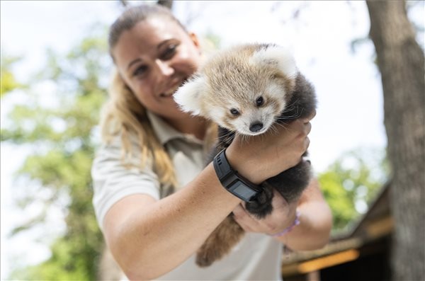 Érdeklődve figyelte a történéseket panda, vörös panda, nyíregyháza, kölyök