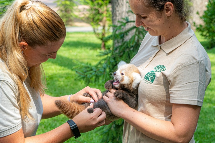 Megvizsgálták, és szerencsére egészséges panda, vörös panda, nyíregyháza, kölyök