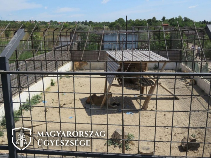 Nem rendelkezett engedéllyel a magánállatkert üzelemtetője (Fotó: Pest Megyei Ügészség) Nem rendelkezett engedéllyel a magánállatkert üzelemtetője (Fotó: Pest Megyei Ügészség)