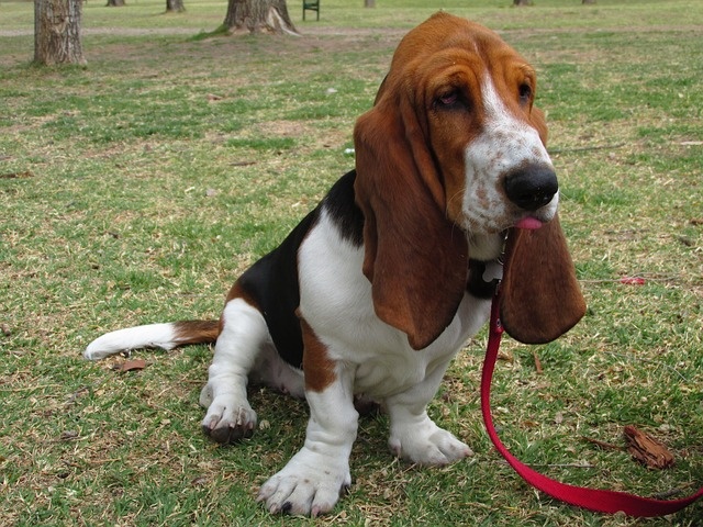 basset-hound-g8792f507c_640