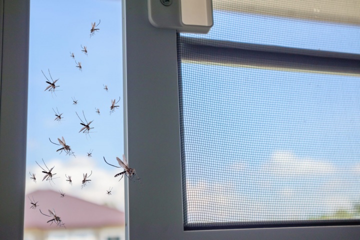 A kisállatokra is veszélyes lehet a szúnyogcsípés