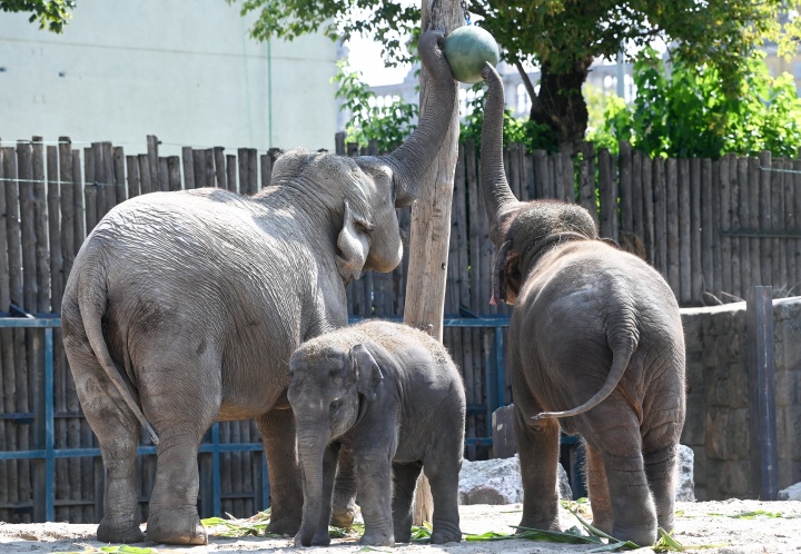 Az elefántok is élvezték a szülinapi ajándékot
