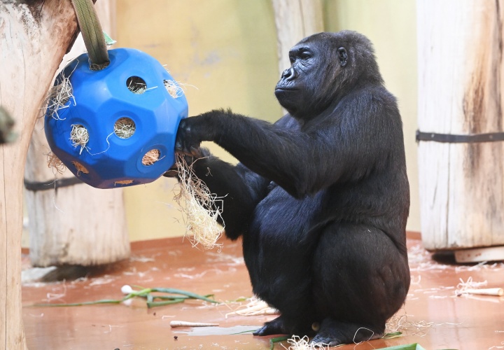A gorillák új labdáiba például a fagyapotba keverve körte, füge, eper és némi mazsola került.