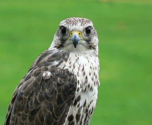 723px-falco_cherrug_portrait 723px-falco_cherrug_portrait