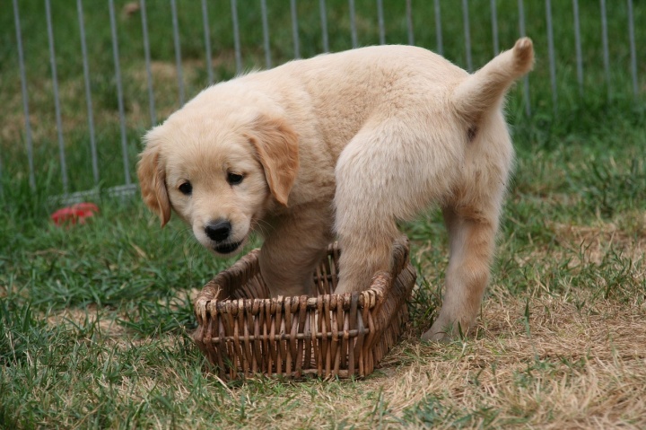 golden-retriever-puppy-gc9c31f0a3_1280