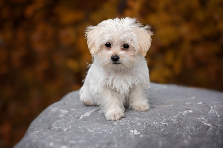 white-sweet-puppy-dog-animal-cute-844294-pxhere.com_1