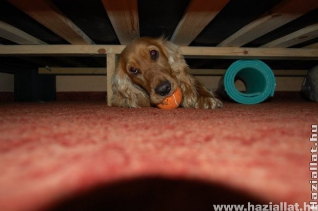 Szotyi labdázik az ágy alatt