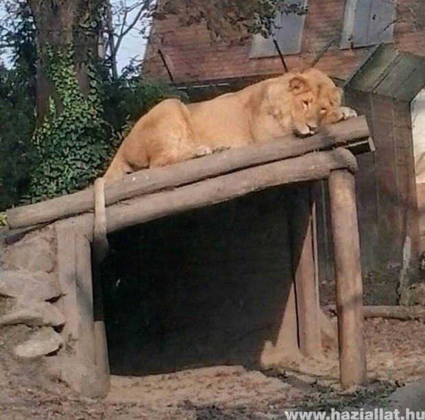 Állatkerti oroszlán