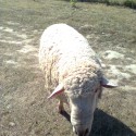 Emil aki húsvéti bárányból cseperedett...