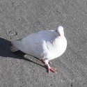 a magányos fehér galamb