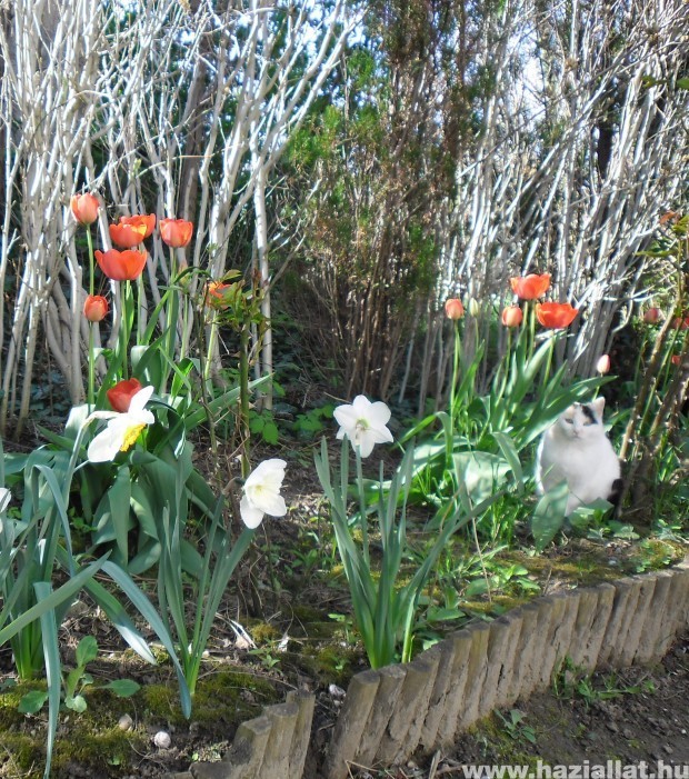 Fehér cica tulipánok között