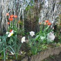 Fehér cica tulipánok között