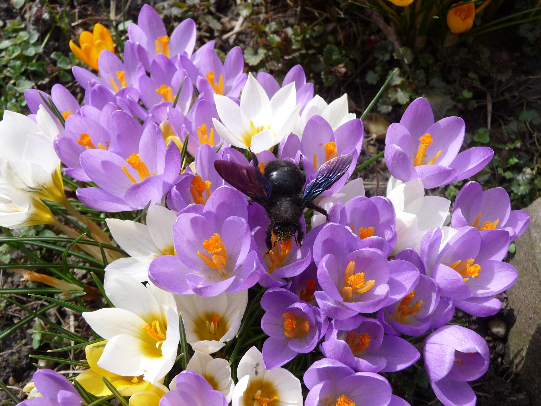 Visszafordíthatatlanul itt a tavasz!!! - Fotójáték - állatos képek