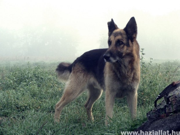 Kutya a ködben