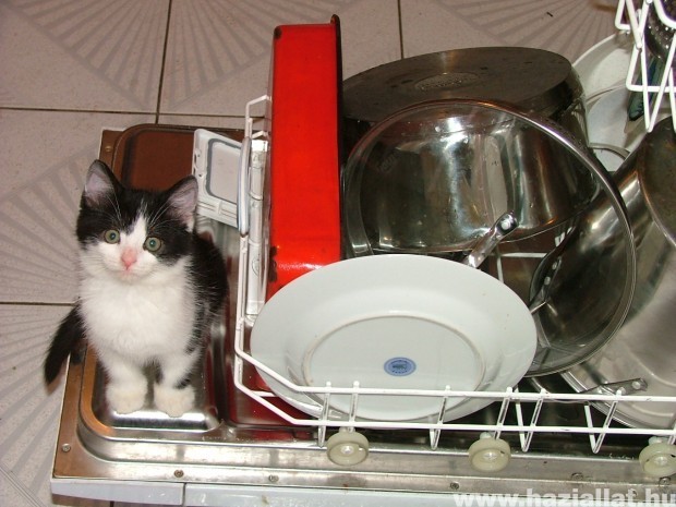 Ma én mosogatok :))