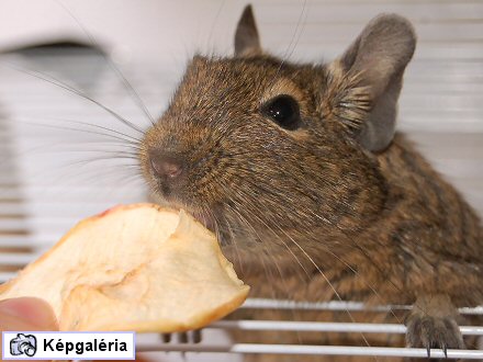 Nyitva a ketrecajtó, a deguk sehol!