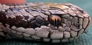 Egy veszélyeztetett Hungarikum: a rákosi vipera