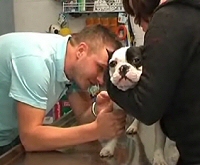 Borisz bulldog ekcémája - Hogyan kezeljük?