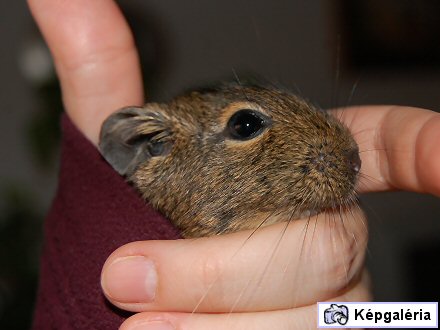 Degu a kabátujjban, avagy cselezzük ki az állatorvost!