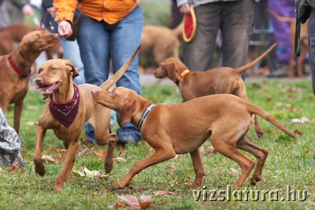 10. Vizsla Túra Vizsláson