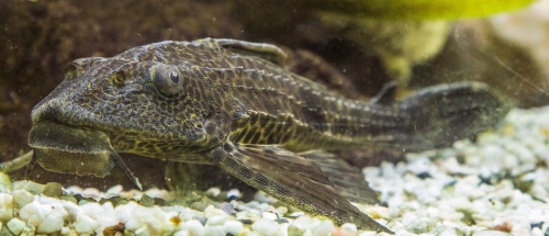 aquarium-1477387_1280