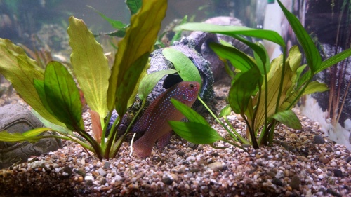 aquarium-fish-242413_1280