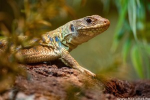 Veszélyes dekorációk a terráriumban