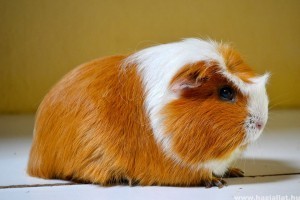 Tengerimalac kisokos: test, látás, hallás, szaglás, szükséglet