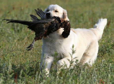 A golden retriever mindenkit levesz a lábáról