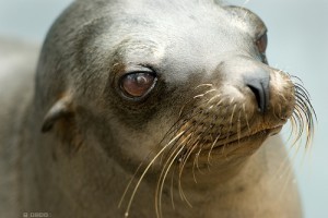 Melyik állat pusztul ki legközelebb? Itt a rettegett Vörös Lista!