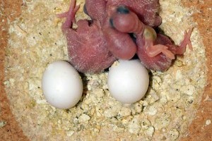 El sem hiszem: megérkeztek Csipi Mama csőrikéi - exkluzív fotókkal