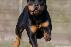 Hogyan szoktassuk le kutyánkat a felugrálásról?